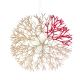 Coral S Pallucco